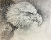Grace-Lin_Drawing_bird_eagle